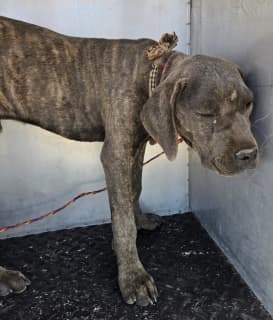 Camo, a Cane Corso Mastiff (mix breed), available for adoption