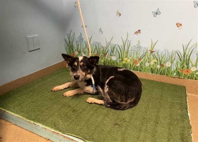 Melindra, a Australian Cattle Dog/Blue Heeler, available for adoption