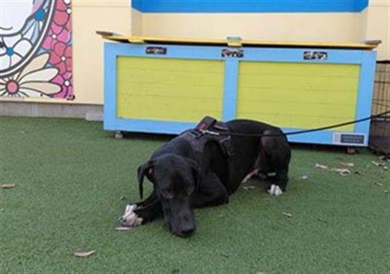 Tobi, a Great Dane, available for adoption