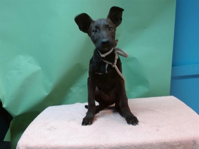 A5740824, a Labrador Retriever, available for adoption