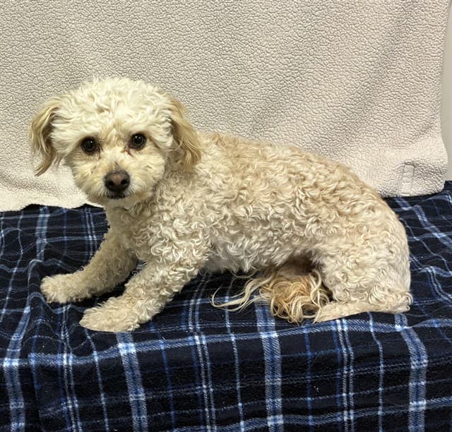 Rocky, a Poodle, available for adoption