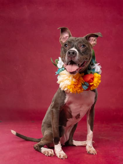 Baby, a Terrier, available for adoption