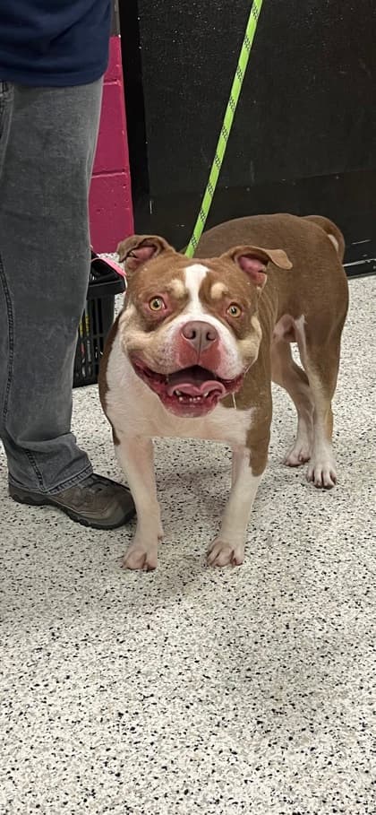 Smoosh, a Pit Bull Terrier, available for adoption