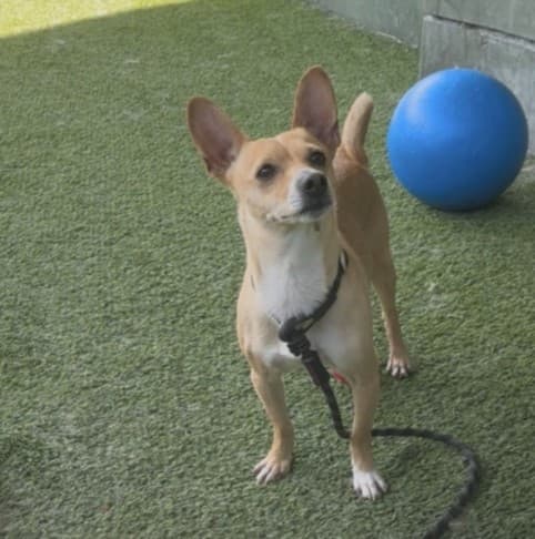Berrugas, a Chihuahua, available for adoption