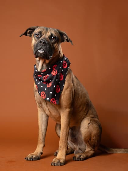 Buster, a Labrador Retriever, available for adoption
