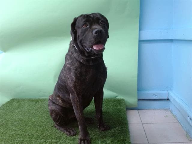 A5737913, a Cane Corso Mastiff, available for adoption