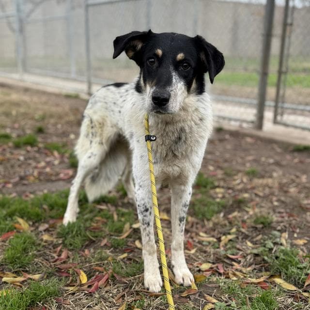 Polly, a Border Collie, available for adoption