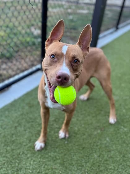 Mind Cache5, a Terrier, available for adoption