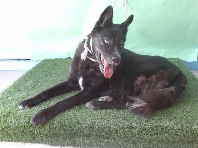 Shadow, a Siberian Husky, available for adoption