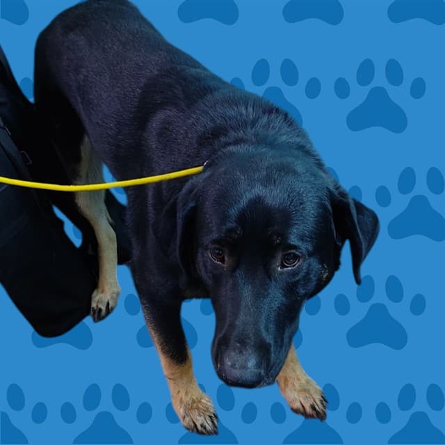 Oso, a German Shepherd, available for adoption