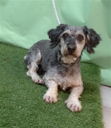 Shaggy, a Schnauzer, available for adoption