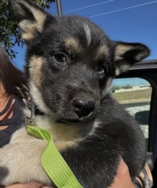 Sidney, a Husky, available for adoption