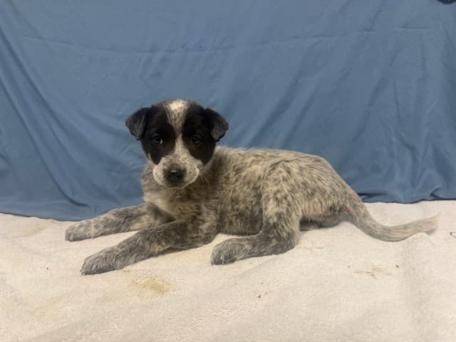 Jewel, a Australian Cattle Dog/Blue Heeler, available for adoption