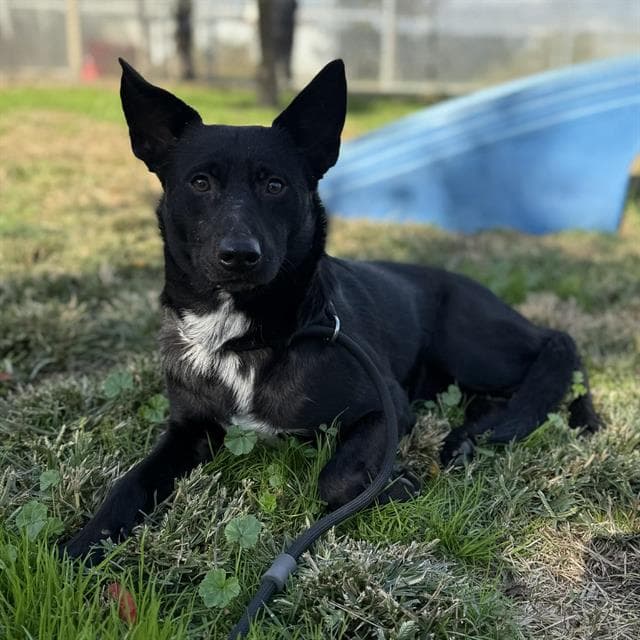 Roland, a Schipperke, available for adoption