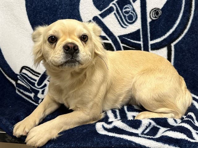 Pebbles, a French Bulldog, available for adoption