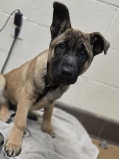 Karma, a Belgian Shepherd Malinois (mix breed), available for adoption