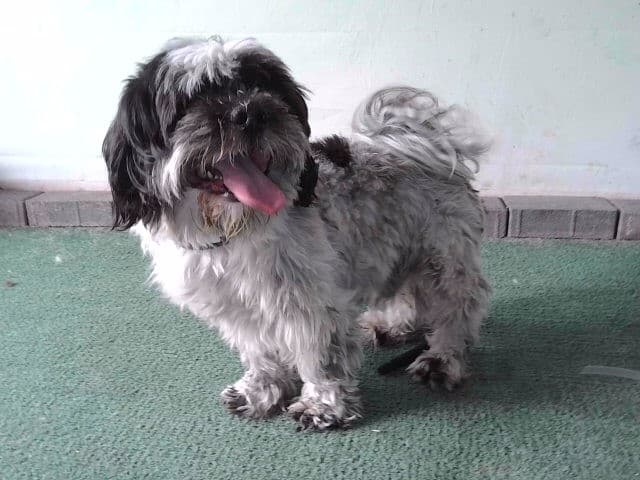 Rubble, a Shih Tzu, available for adoption