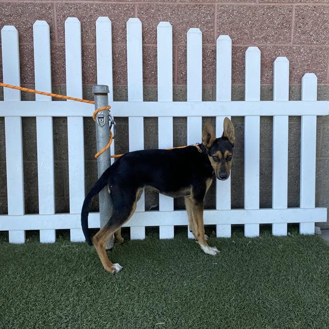 Huck, a German Shepherd, available for adoption