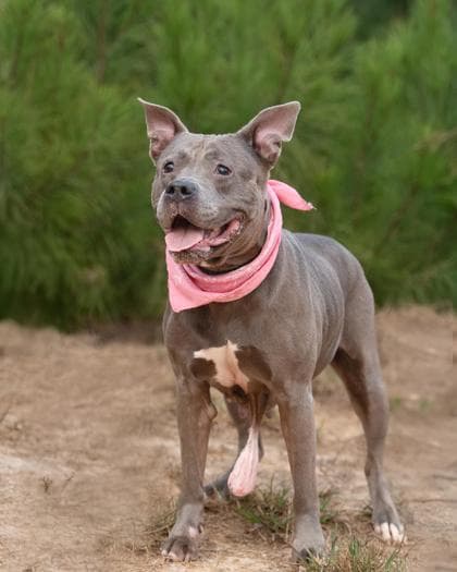 Missy, a Terrier, available for adoption