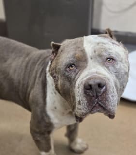 Sweetface, a Bull Terrier (mix breed), available for adoption