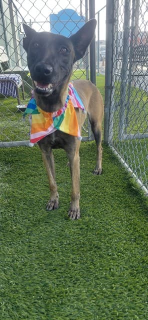 Mila, a Belgian Shepherd Malinois, available for adoption