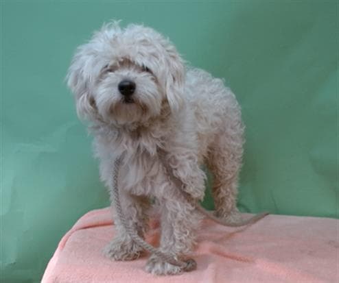 A5740253, a Poodle, available for adoption