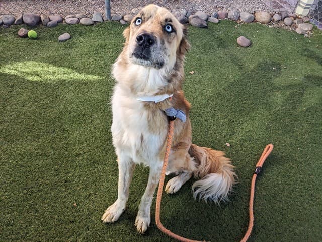 Scout, a Australian Shepherd (mix breed), available for adoption