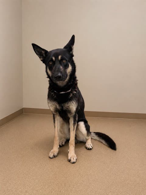 Big Duke, a German Shepherd, available for adoption