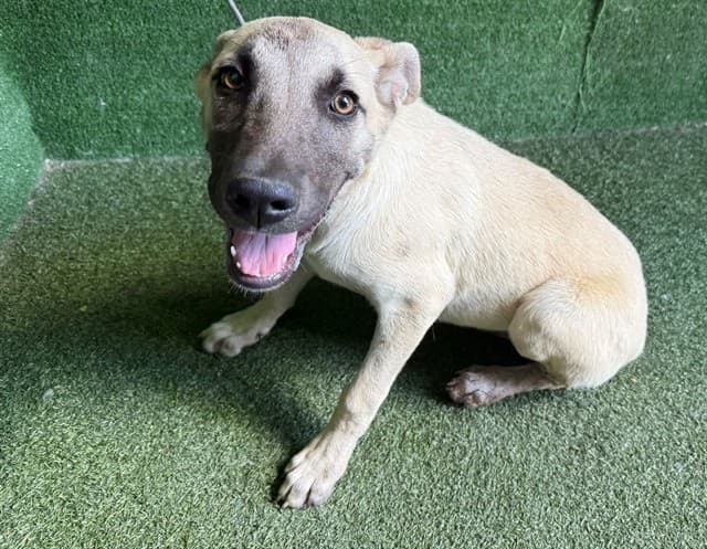 A5789250, a German Shepherd, available for adoption