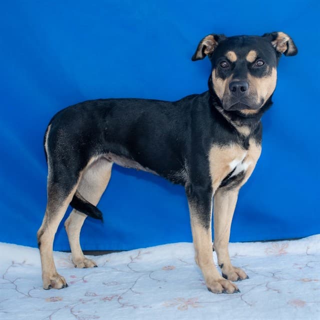 Carolina, a Pit Bull Terrier, available for adoption