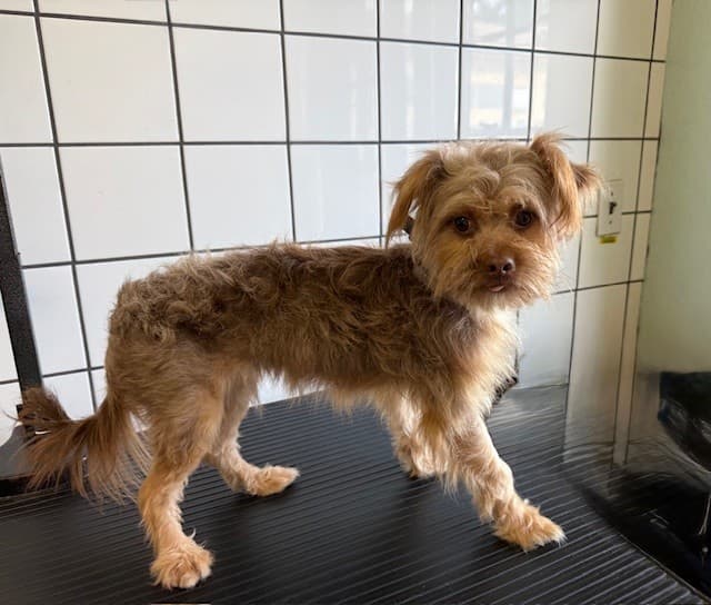 Chachi, a Terrier, available for adoption