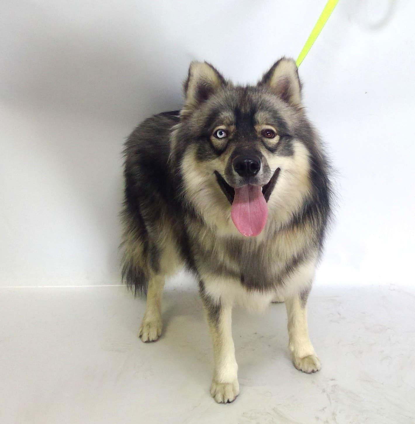 Sakari, a Alaskan Malamute (mix breed), available for adoption