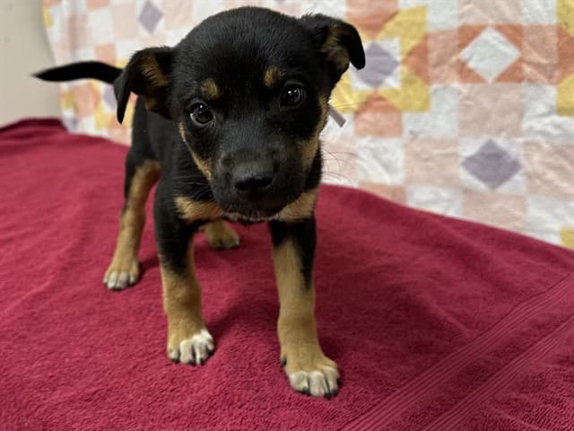 Servine, a German Shepherd, available for adoption