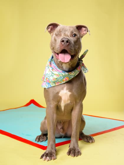 Wazowski5, a Pit Bull Terrier, available for adoption