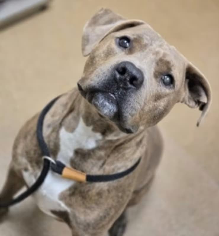 Petey, a Pit Bull Terrier (mix breed), available for adoption