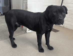 Bruno, a Pit Bull Terrier, available for adoption