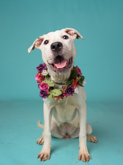 Hamper4, a Terrier, available for adoption