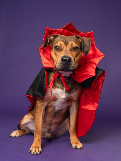 Papa, a Terrier, available for adoption