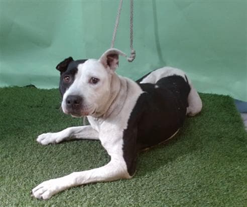 Syre, a Pit Bull Terrier, available for adoption
