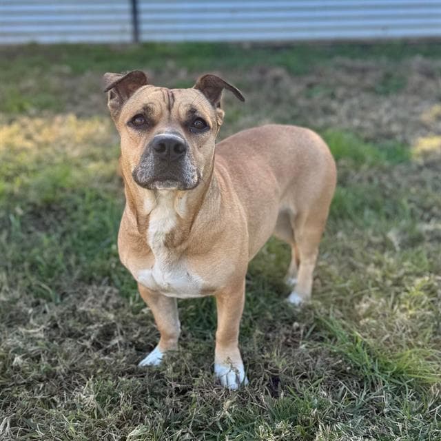 Dandy, a Staffordshire Bull Terrier, available for adoption