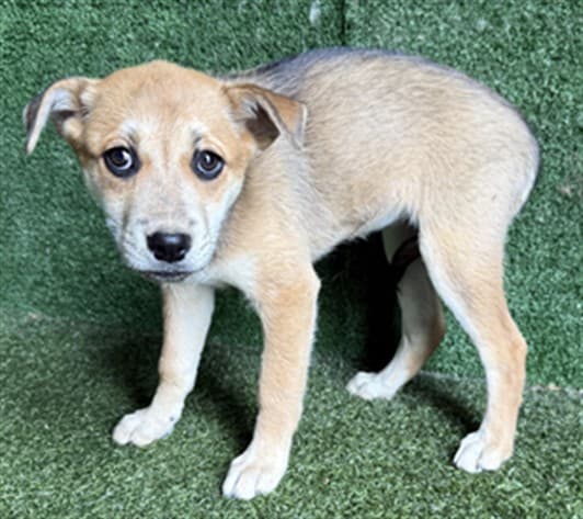 Lorde, a German Shepherd, available for adoption