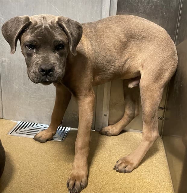 Boris, a Cane Corso Mastiff, available for adoption