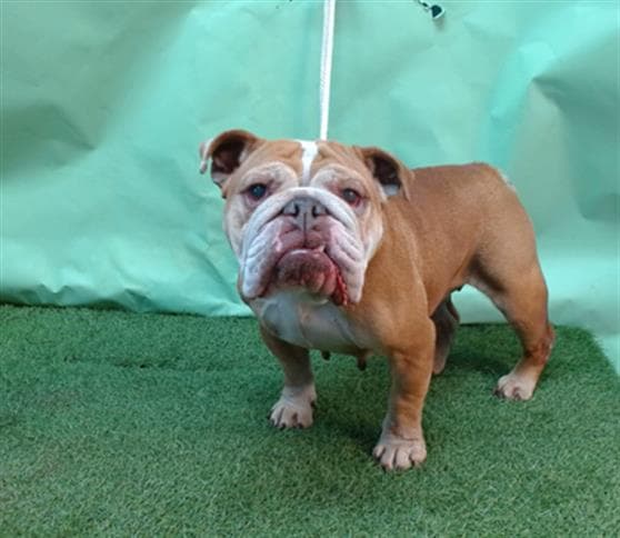 Roxy, a English Bulldog, available for adoption
