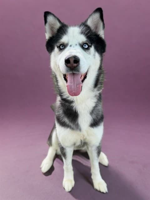 Mina, a Siberian Husky, available for adoption