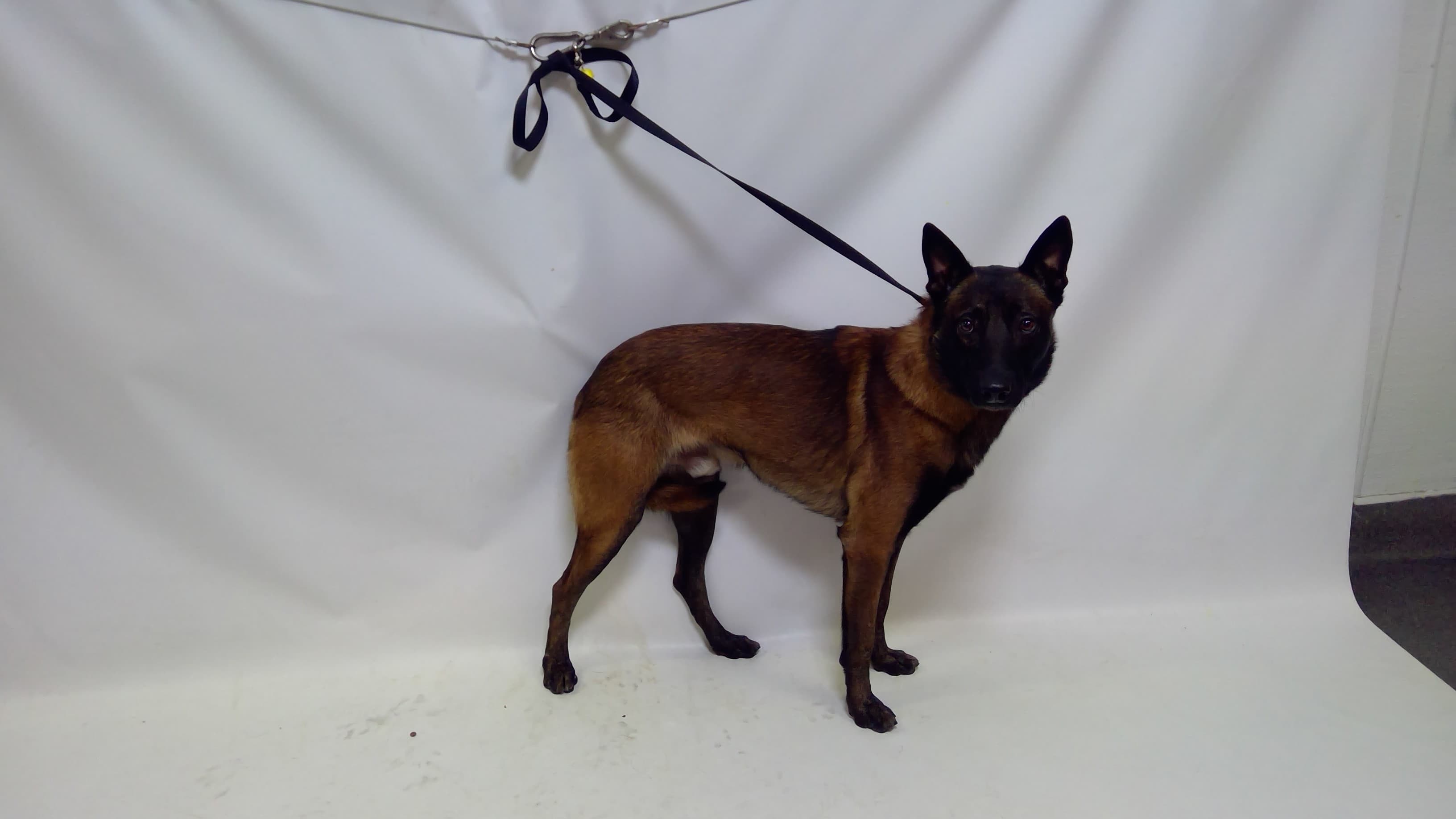 26-04745, a Belgian Shepherd Malinois (mix breed), available for adoption