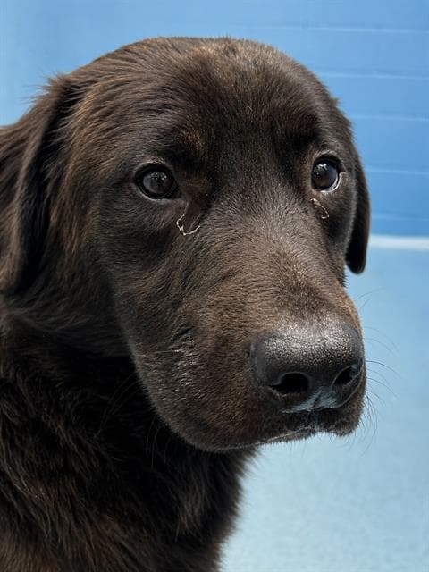 Bear, a Belgian Shepherd Malinois, available for adoption