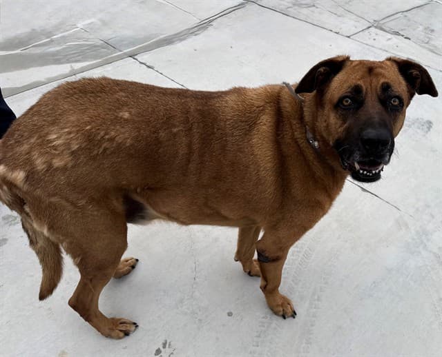 Duke, a German Shepherd, available for adoption