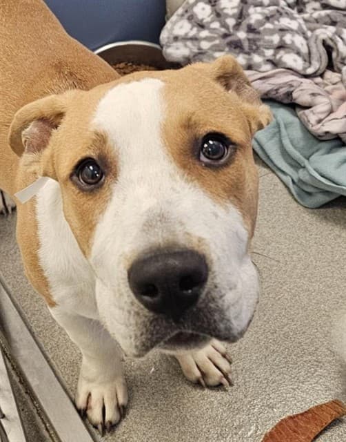 Unknown Zz, a Pit Bull Terrier, available for adoption