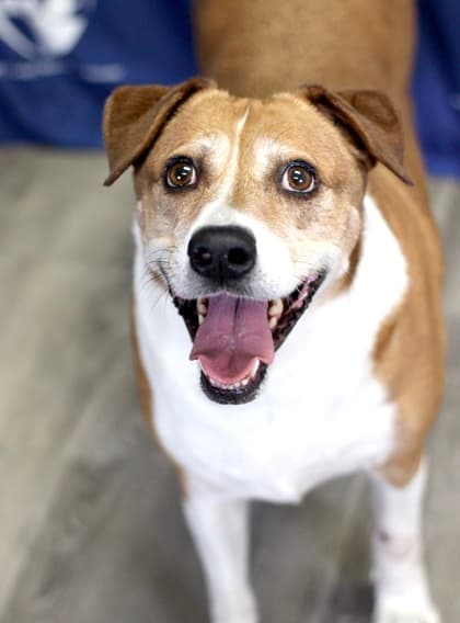 Cookie, a Retriever, available for adoption