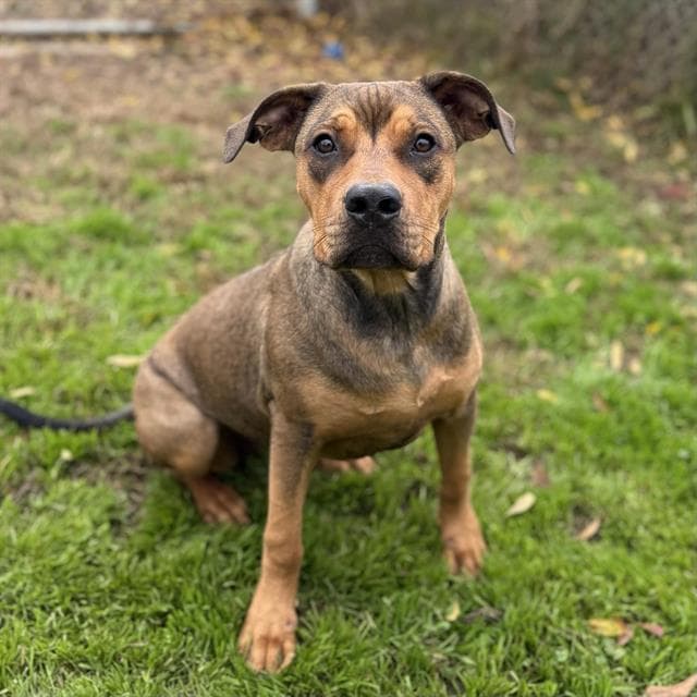 Graham Cracker, a Pit Bull Terrier, available for adoption